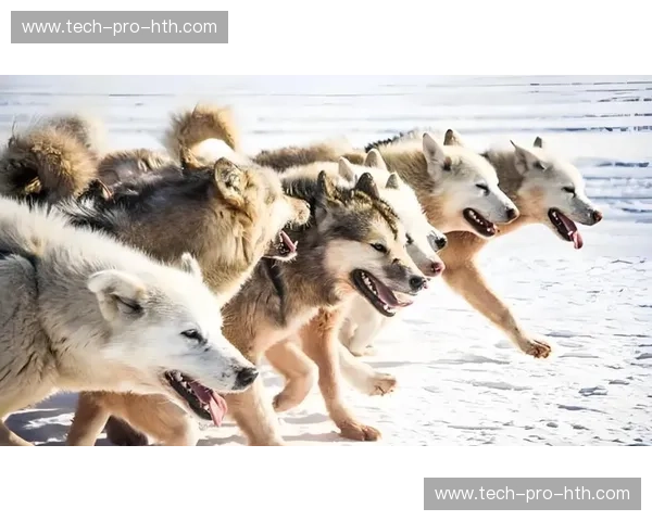 蓝白潮汐撞击金色狼群：布赖顿与狼队的南海岸巅峰对决